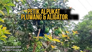 PETIK ALPUKAT PLUWANG DAN ALIGATOR