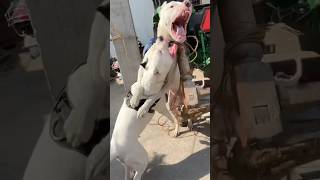 Dogo Argentino fight with his mother🚨🥵#dog#dogoargentino#doglover#fight#viral#shorts#doglover