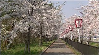 西目ハーブ園通りの桜 2018　秋田県 由利本荘市