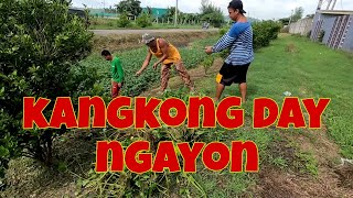 Magpakuha na muna ako ng kangkong para sa mga isda | Ang dami palang bunga ng kalamansi