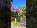 藤と寺と神社 wisteria temple and shrine 大阪 藤 奈良 神社仏閣