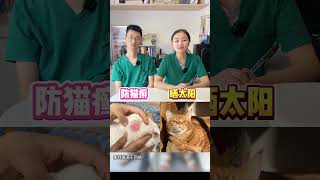 养猫记好这3个字 不怕养不好猫养猫三字经 养猫技巧 养猫好物 养宠经验分享 宠物知识