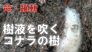 ＜命・躍動＞音を立て樹液を噴くコナラの樹【4K】The Oak \u0026 Sap.