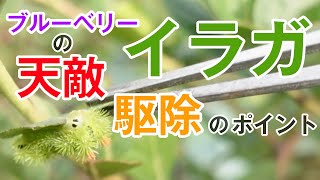 【ブルーベリー】ブルーベリーの天敵「イラガ」駆除のポイントと注意点解説【害虫駆除】