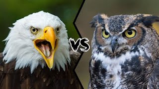 🔥Owl VS Eagle.🦉VS 🦅#shorts #wildlife #vs #animals