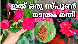 മുറ്റം നിറയെ പൂ വിരിയാൻ കാപ്പി പൊടി സൂത്രം | Rose gardening in malayalam | Prs kitchen flowering