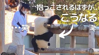 抱っこ作戦が失敗😂帰らない劇場がファンサたっぷりで癒される😍子パンダ楓浜🍁