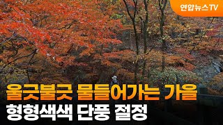 울긋불긋 물들어가는 가을…형형색색 단풍 절정 / 연합뉴스TV (YonhapnewsTV)