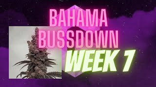 Bahama Bussdown by solfire gardens week 7