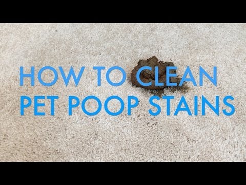 How to Clean Pet Poop Stains from Carpet | Life is Clean How to Clean Pet Poop Stains from Carpet | Life is Clean