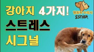 강아지 스트레스 시그널 4가지! - 4 ways dogs express they're stressed!