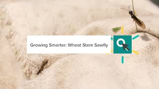 Growing Smarter: Wheat Stem Sawfly