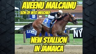 new stallion in jamaica AVEENU MALCAINU  son of champion sire INTO MISCHIEF.