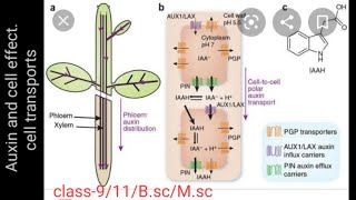 Auxin and effect on cell elongation