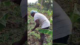 vivasayam matrum thotta payeer #farming #shortsvideo #agriculture #vivasayam #tamil