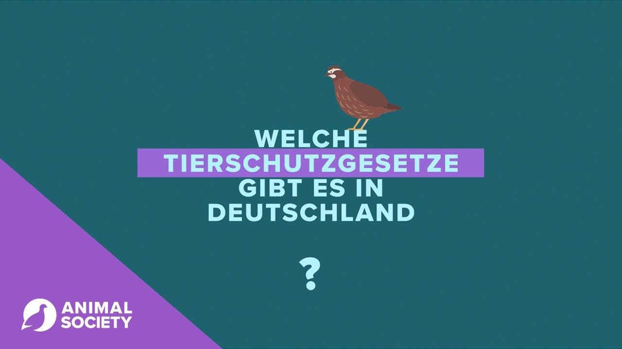 Welche Tierschutzgesetze Gibt Es In Deutschland? - YouTube