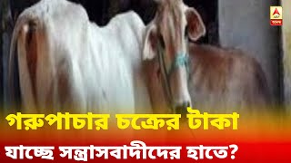 গরুপাচার চক্রের টাকা যাচ্ছে সন্ত্রাসবাদীদের হাতে? দেশজুড়ে অভিযানে সিবিআই