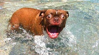 π€£ Funniest π» Cats and πΆ Dogs - Awesome Funny Pet Videos π