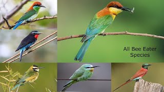 All BEE EATER SPECIES / TYPES OF BEE EATER / BEE EATERS