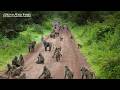 Why Do Baboons Kidnap Other Animals? Baboon Animal Behavior Explained