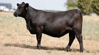 Lot 48 BBB24V549 Circle 8 Stage 1 Dispersal Sale 2025