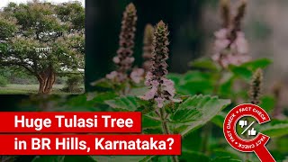 FACT CHECK: Viral Image Shows Big Tulasi Tree in BR Hills, Karnataka or Biggest Tulasi Tree?