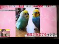 羽鳥さんのモーニングショーに出演させていただきました。