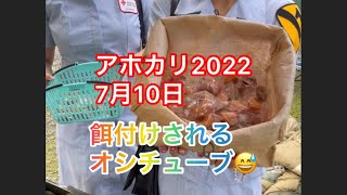 アホカリ2022餌付けされるオシチューブ😅 7月10日