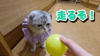 犬みたいにボール遊びする猫【スコティッシュフォールド】