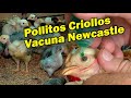 CREOLE CHICKS NEW CASTLE VACCINE AVIAN MANAGEMENT