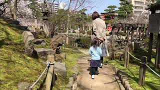 【4Kジンバル動画】白山公園桜満開！