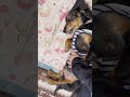 撫でるのをやめさせてくれない犬　　 shorts dog 犬 ダックス ミニチュアダックスフンド 実家の犬