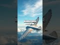 the ingenious owl s silent flight and aviation innovations