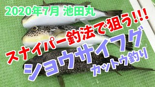 スナイパー釣法で狙う！相模湾 池田丸フグ　Sniper method fishing can catch a puffer easily?