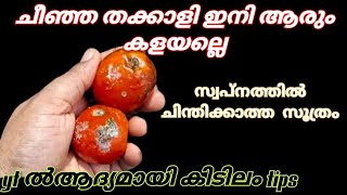 ചിഞ്ഞാതക്കാളി ഇനി ആരും വലിച്ചു എറിയല്ലെ അതുകൊണ്ട് നിരവധി ഉപയോഗങ്ങൾ ഉണ്ട് ഇതു ഒന്നും ഇത്രനാൾ അറിയാതെ