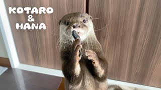 カワウソコタローとハナ　おとぼけ顔でポケットから鍵を盗むコタロー　Otter Kotaro\u0026Hana The Cute Key Thief