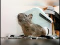 ７歳の誕生日おめでとう！コムタン　デグー　degu