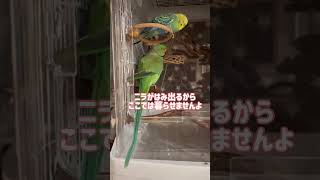 勝手に住み込んでるストーカーちゃんだけど‥ #ワカケホンセイインコ #セキセイインコ #shorts