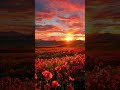 golden sunset over a poppy field – nature’s beauty in full bloom 🌅🌺