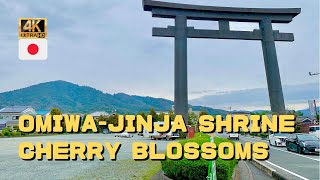 Omiwa-jinja Shrine  cherry blossoms 4K