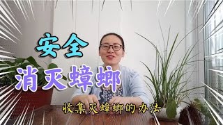 分享2招滅蟑螂管用的辦法，不用藥滅蟑螂簡單安全效果好