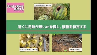 中小型獣の捕獲のポイント　捕獲の手順①加害動物をつきとめる