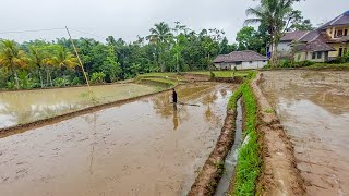 Musim Hujan di Pedesaan Tak Menghalangi Aktivitas Pagi Para Petani, Suasana Pesawahan Jawa Barat