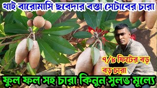 থাই বারোমাসি ছবেদার বস্তা সেটাবের বড় বড় চারা, ফুল ফল সহ কিনুন সুলভ মূল্যে,