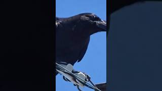 電線に怒りをぶつけるハシブトガラス　　Crow