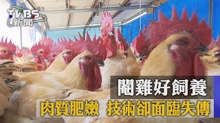 【TVBS】閹雞好飼養　肉質肥嫩　技術卻面臨失傳