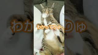 【猫動画】プールの中でうんち💩する猫って本当にいるの？【プリンセス】 #プール #happy #shorts #kawaii#猫のうんち#猫#うんち#しなこ #猫好きさんと繋がりたい#プリンセス物語