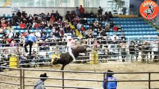 Chaparro de nayarit vs  Toro Judio   Ganaderia  la Bejuquera..!!!