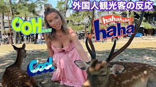 [海外の反応] Exploring Nara Park: Baby Deer Adventures \u0026 Osaka Nightlife | nara deer | Nara park deer