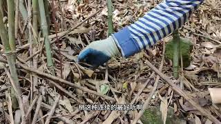 上山拔小野笋炒肉，拔笋声音太解压容易上瘾，没刹住车又拔多了